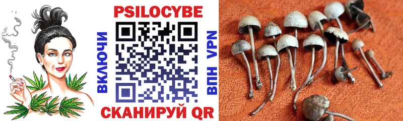 Купить закладки  Оса  Псилоцибиновые грибы Cubensis 